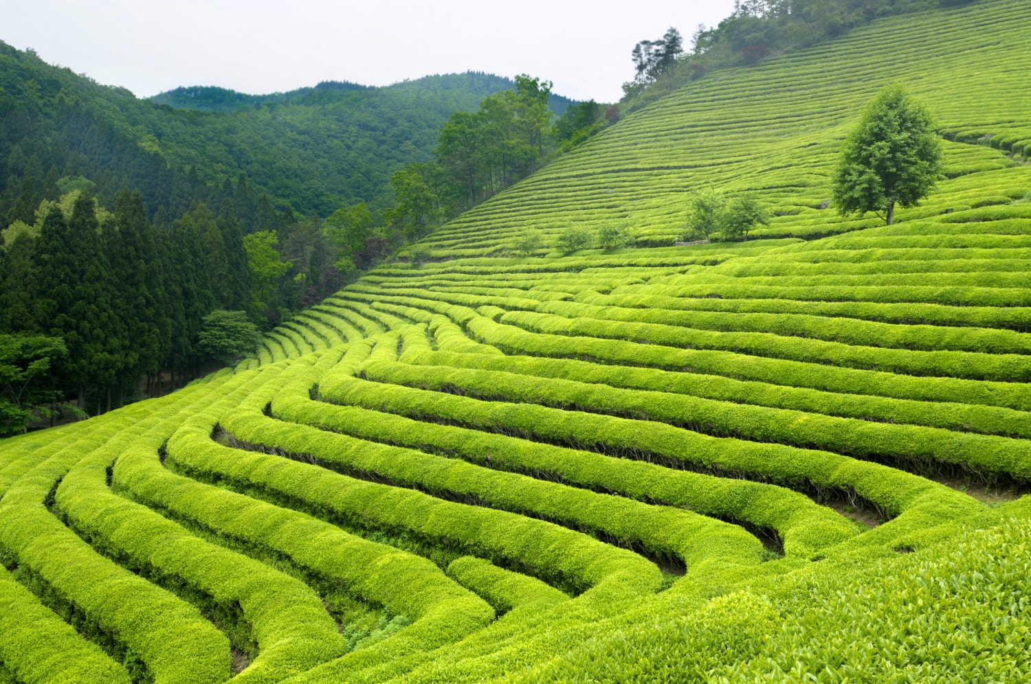 Collines de thé au Japon, le paysage des terroirs du matcha